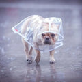 1pc Transparent Hooded Pet Dog Plastic Raincoat Dog Clothes Poncho For Small Dogs Little Puppy Pet Outdoor Accessories